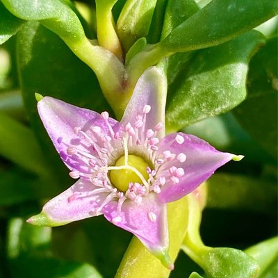 lovely flower 