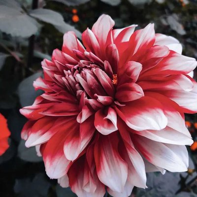 Dahlia Shot ❤️
