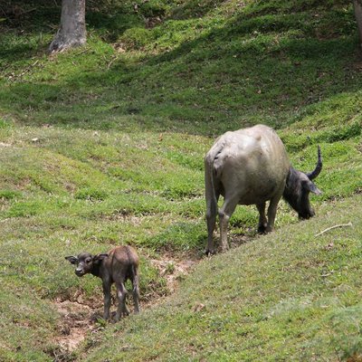 Baby Buffalo says hi 👋