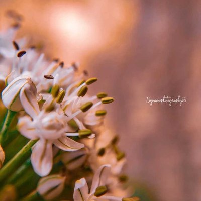 MACRO PHOTOGRAPHY 
