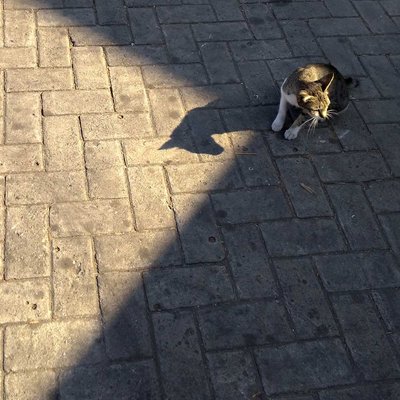 Kucing Naik Kuda
