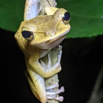 western tree frog 🐸