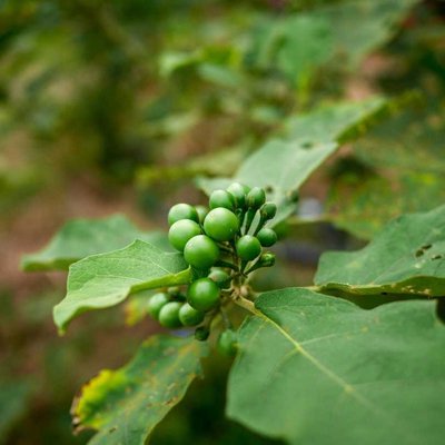 Locally called as Terung pipit - local delicacy