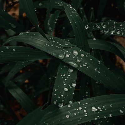 Dark green leaves 🌿💚