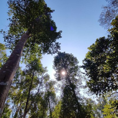Nature's beauty 💚