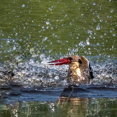 splash