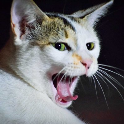 @MEOW🐱