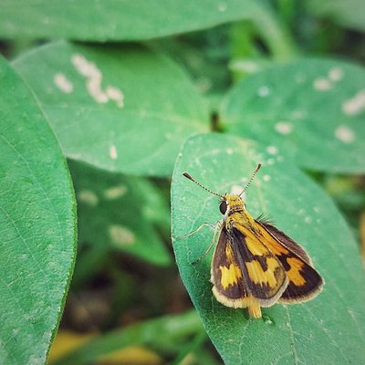 Skipper Kuning Potanthus omaha