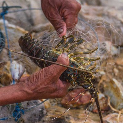 Catching Lobsters Using Trap 