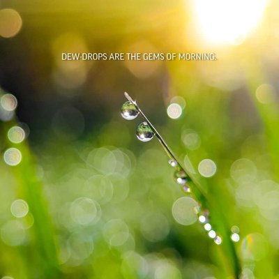 Dew Drops 