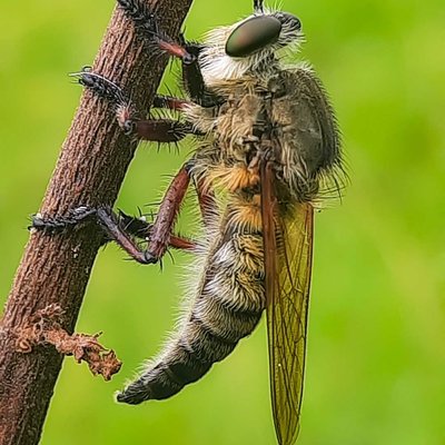 Macro (Nature Flora/Fauna)