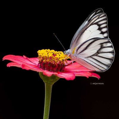 white butterfly