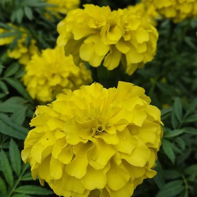 Marigold 