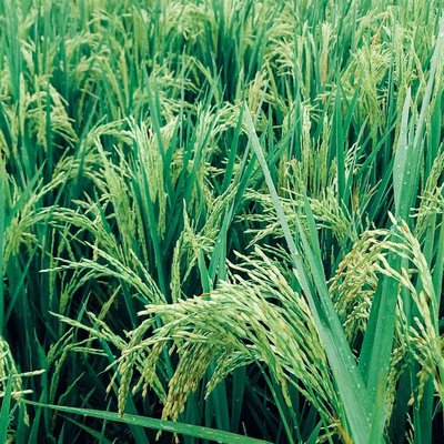 Padi 🌾