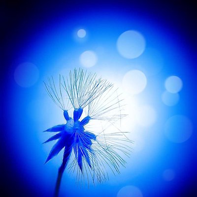 dandelion