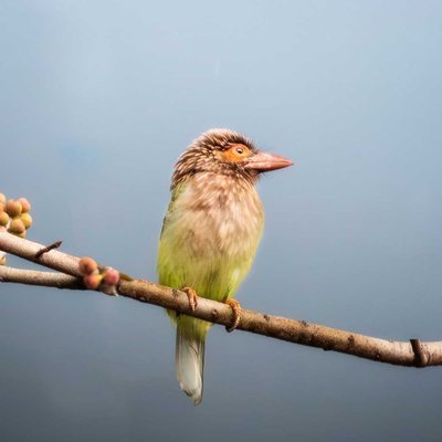 Brown-headed barbet 