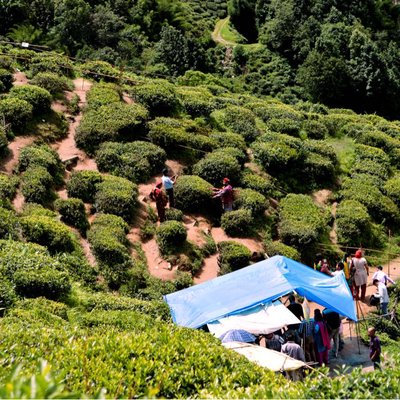 Rangit Tea Garden, Darjeeling 