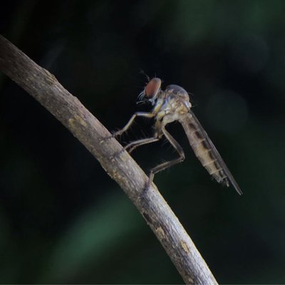 Mini Robber Fly / Asilidae