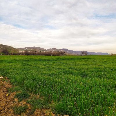 buğday tarlası