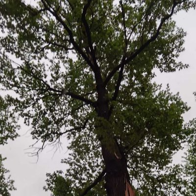 tree