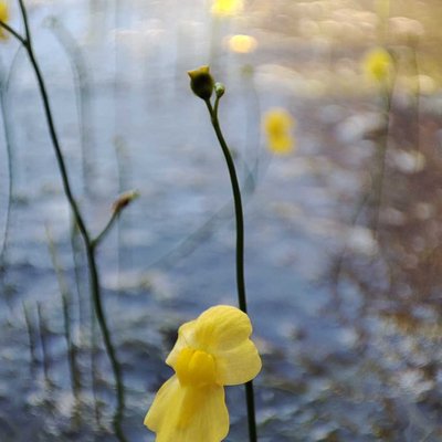 Utricularia Gibba