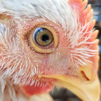 leghorn