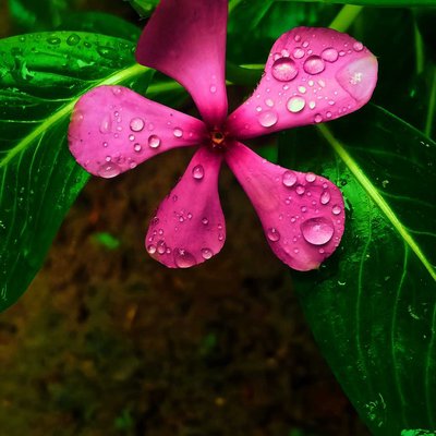 🌺🌸💜🤍