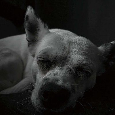 🐶zzzz