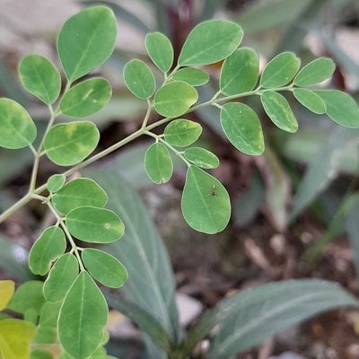 Daun Kelor