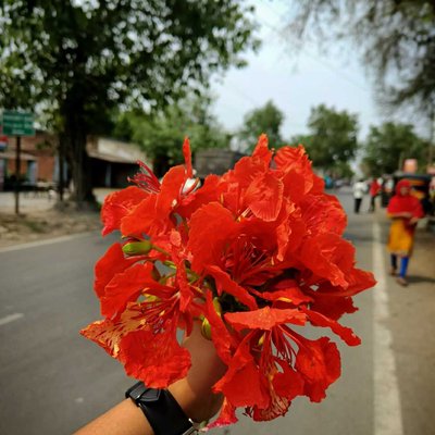 Royal poinciana ❤