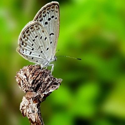 🦋🦋