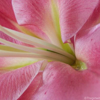 Macro