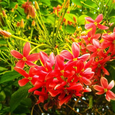 COLOURS OF FLOWER..