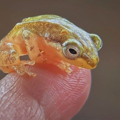 Rocket Frog