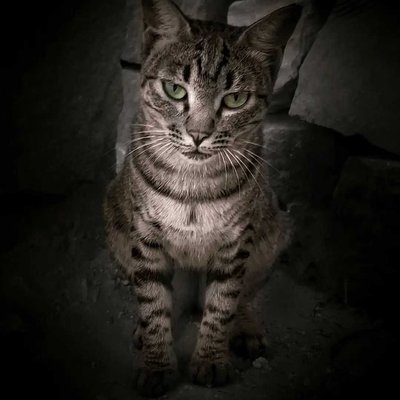pet