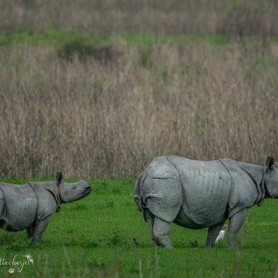 "RHINOSCAPE"

