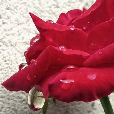Mawar Merah