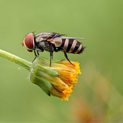 macro