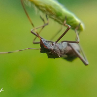 Alydidae