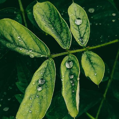 rain drops 