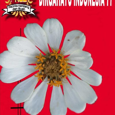 Bunga Zinia