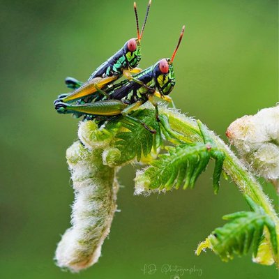 Caryanda spuria 