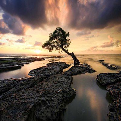 Pohon jomblo