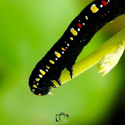 caterpillar 