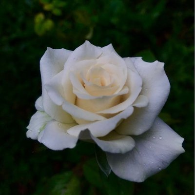 rose flowers