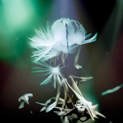Lactuca canadensis