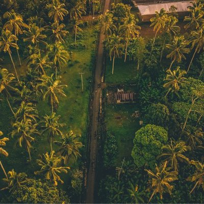 Pohon Kelapa Yang Masih Rindang 🌴 