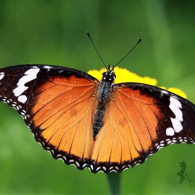 Daniad Egg Fly. 