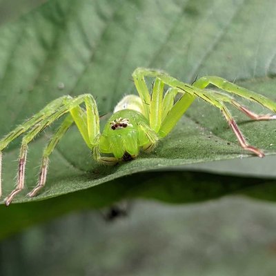 Gnathopalystes