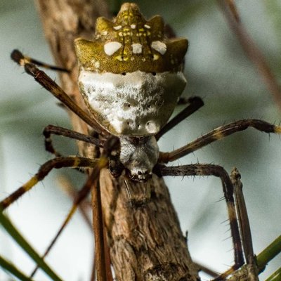 Araña Macro